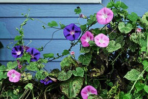 Morning Glory: Heavenly Blues, Flying saucers, Pearly gates